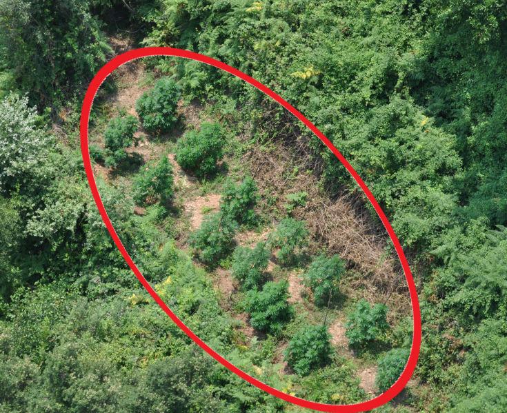 GDF canapa Lamezia Terme CZ 1