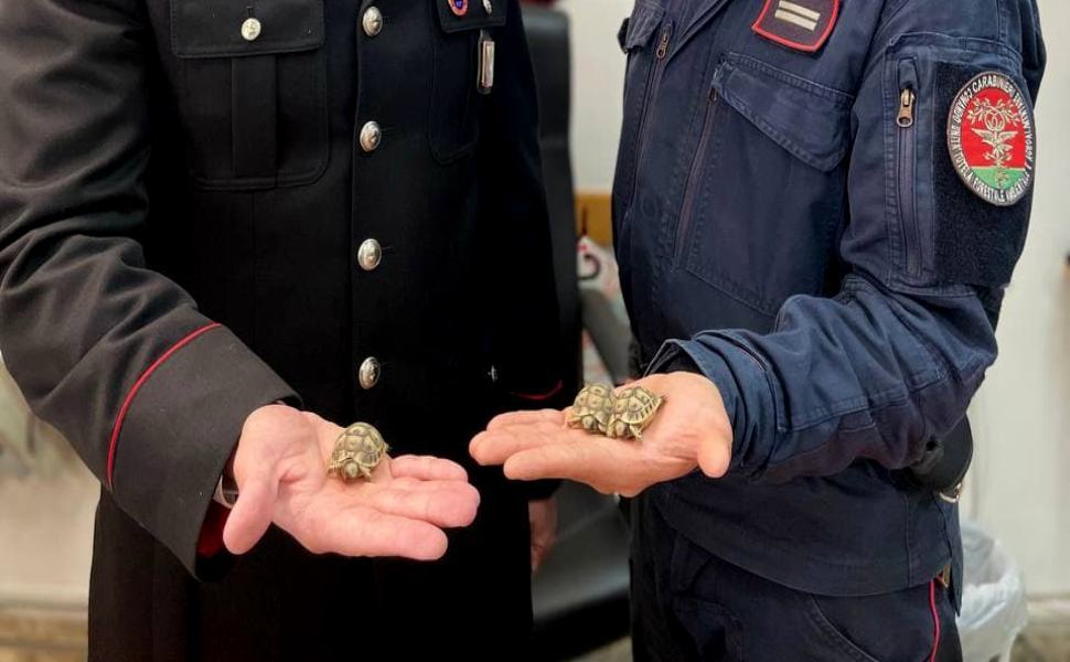 Deteneva tartarughe di terra in via d'estinzione, denunciato pensionato 51 GROTTERIA tartarughe terra carabinieri