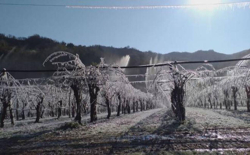 Gelate colpirono la Calabria Citra nel 2020, aiuti per 168 imprenditori 51 Gelate