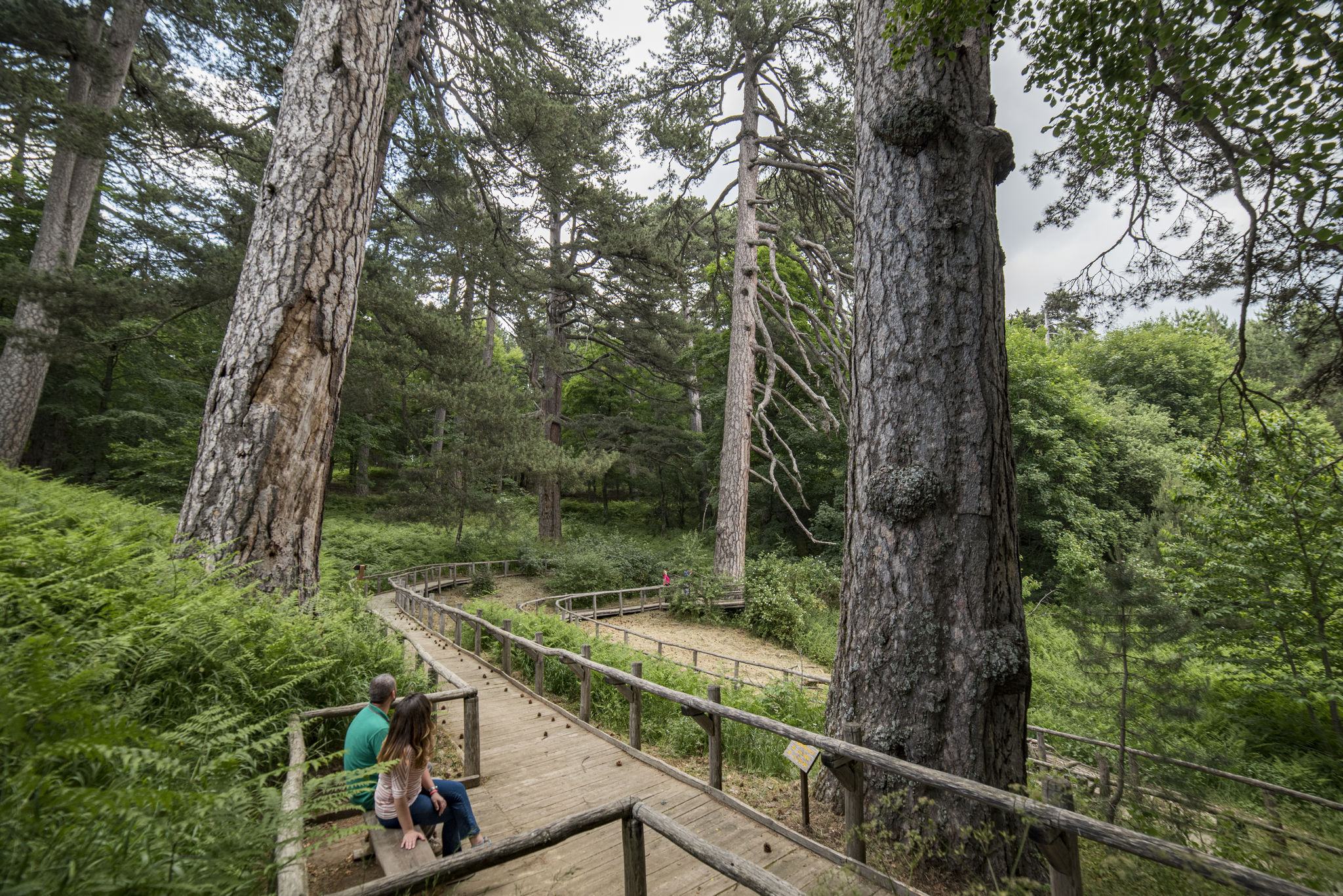 Giganti della Sila CS FotoStudio Larus 2019 C FAI Fondo Ambiente Italiano 2