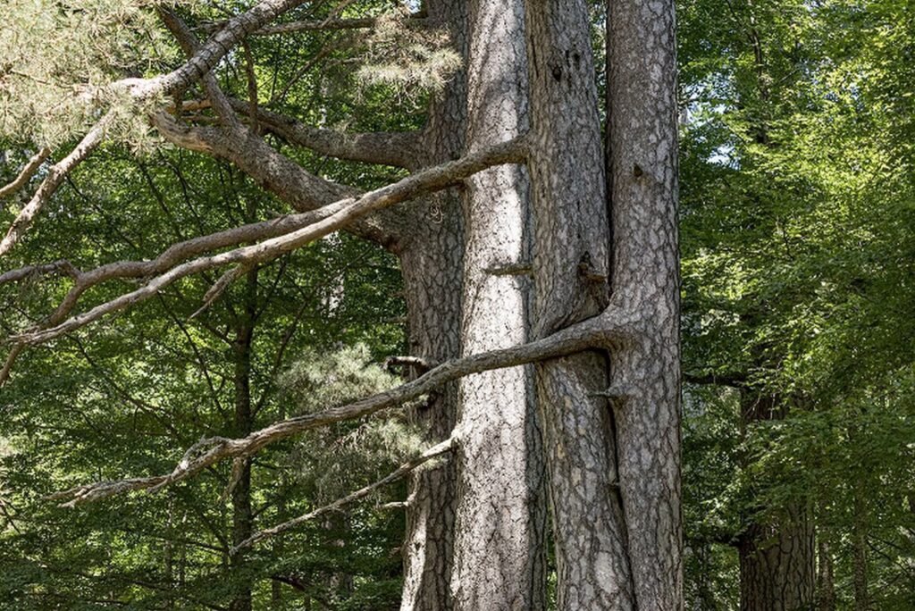 Giganti della Sila Foto Studio Larus 2019© FAI Fondo Ambiente Italiano