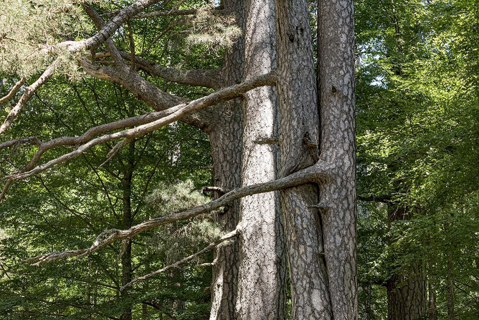 Giganti della Sila Foto Studio Larus 2019© FAI Fondo Ambiente Italiano