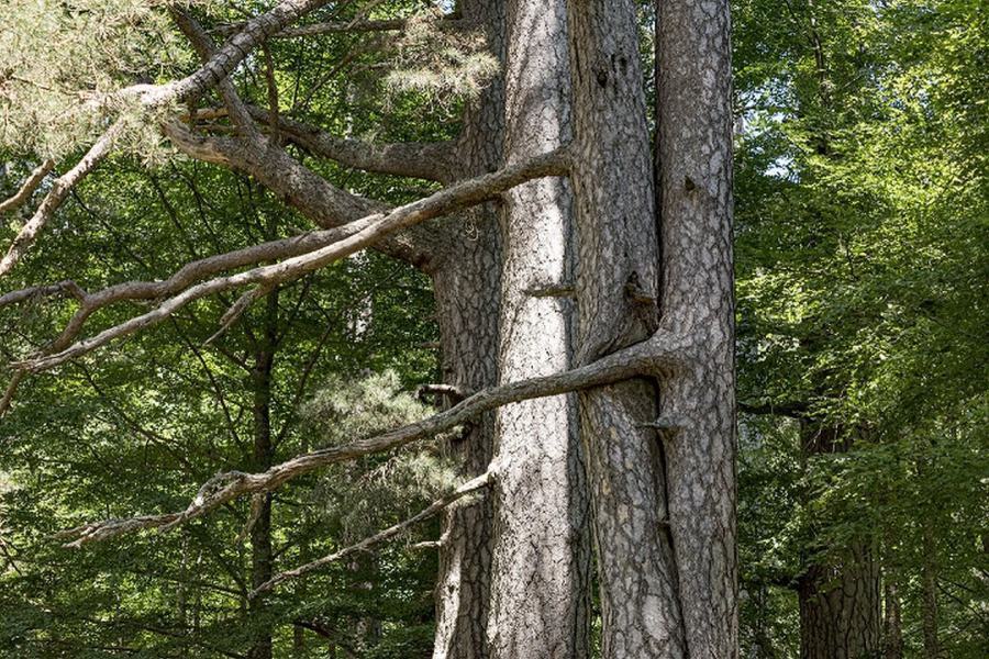 Forestazione calabrese: intesa tra Regione, Calabria Verde e Università Mediterranea 51 Giganti della Sila Foto