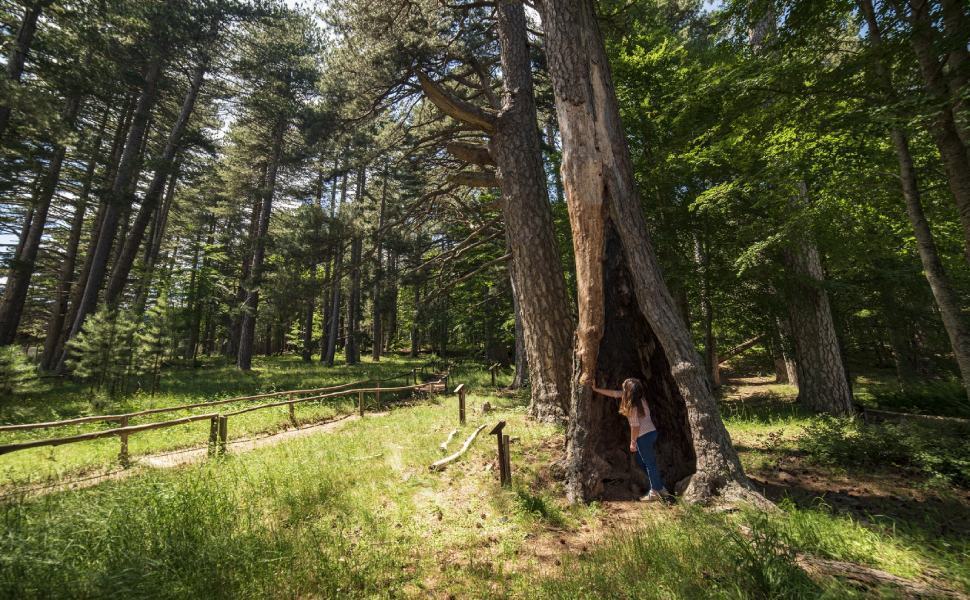Giganti della Sila Foto Studio Larus 2019 © FAI Fondo per lAmbiente Italiano