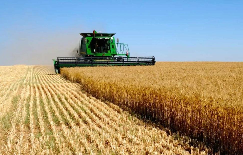Fao: "Prezzi alimentari ai massimi storici. Rincari per grano, mais e zucchero" 65 Grano 3