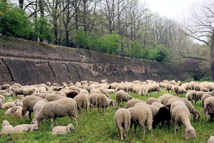 Coldiretti lancia allarme: "piogge dimezzate e allevamenti calabresi in difficoltà" 62 Gregge pecore brucellosi