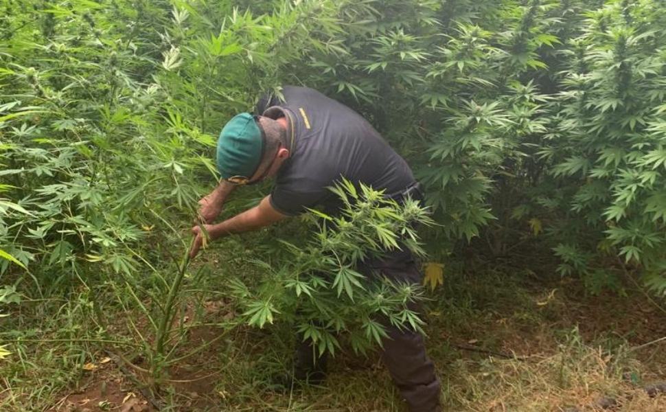 Scoperte oltre 3mila piante di cannabis, il valore è di svariati milioni di euro 51 Guardia di finanza marijuana piantagione