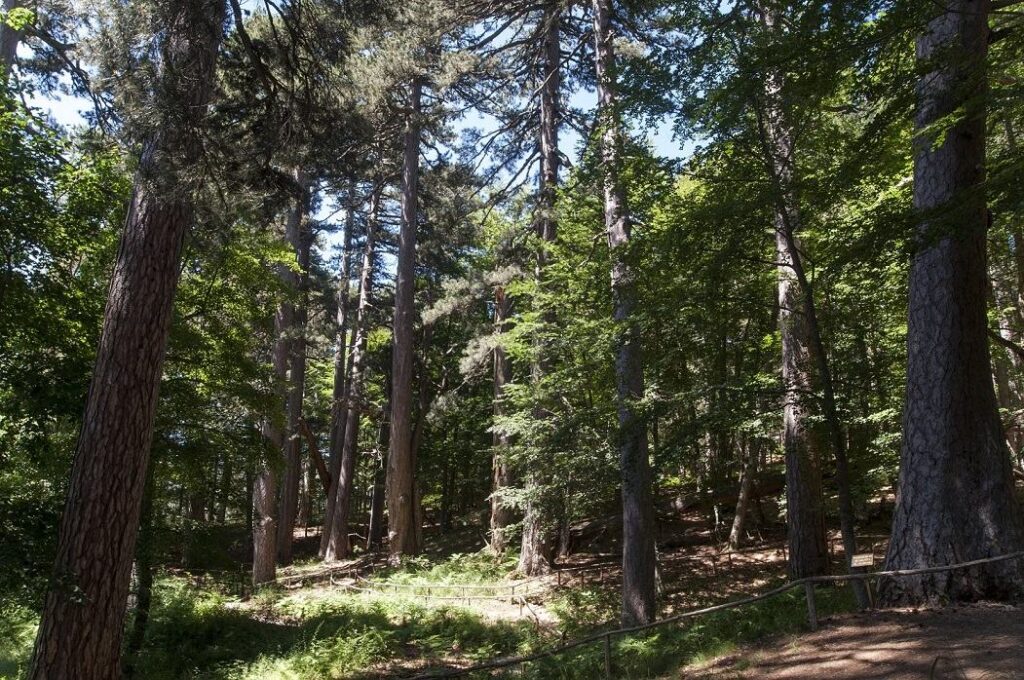 I Giganti della Sila09 Spezzano della Sila CS ©Giusepp e Intrieri 2016