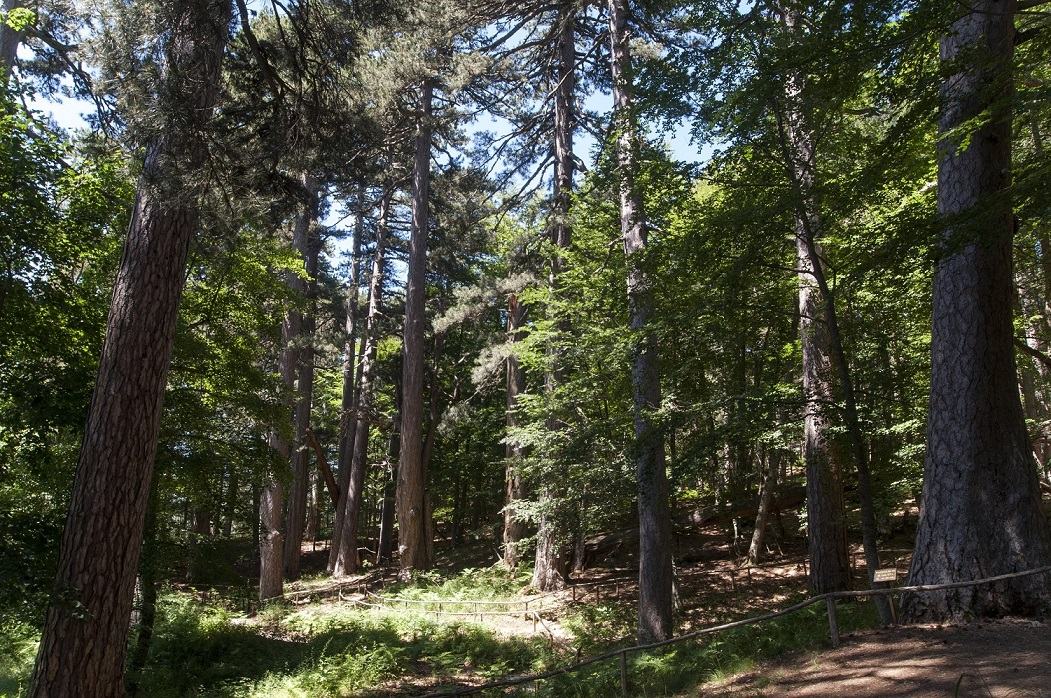 I Giganti della Sila09 Spezzano della Sila CS ©Giusepp e Intrieri 2016