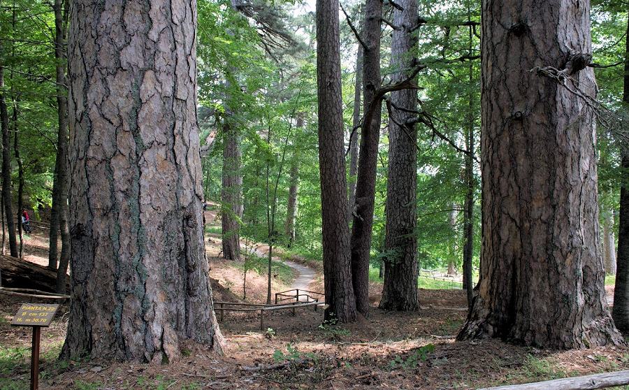 I giganti della Sila Larici