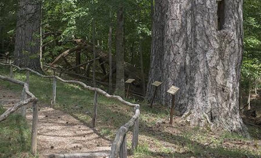 I giganti della Sila2