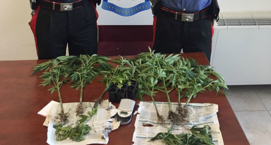 Coltiva marijuana in giardino, trentanovenne in manette 53 IMG 20180703