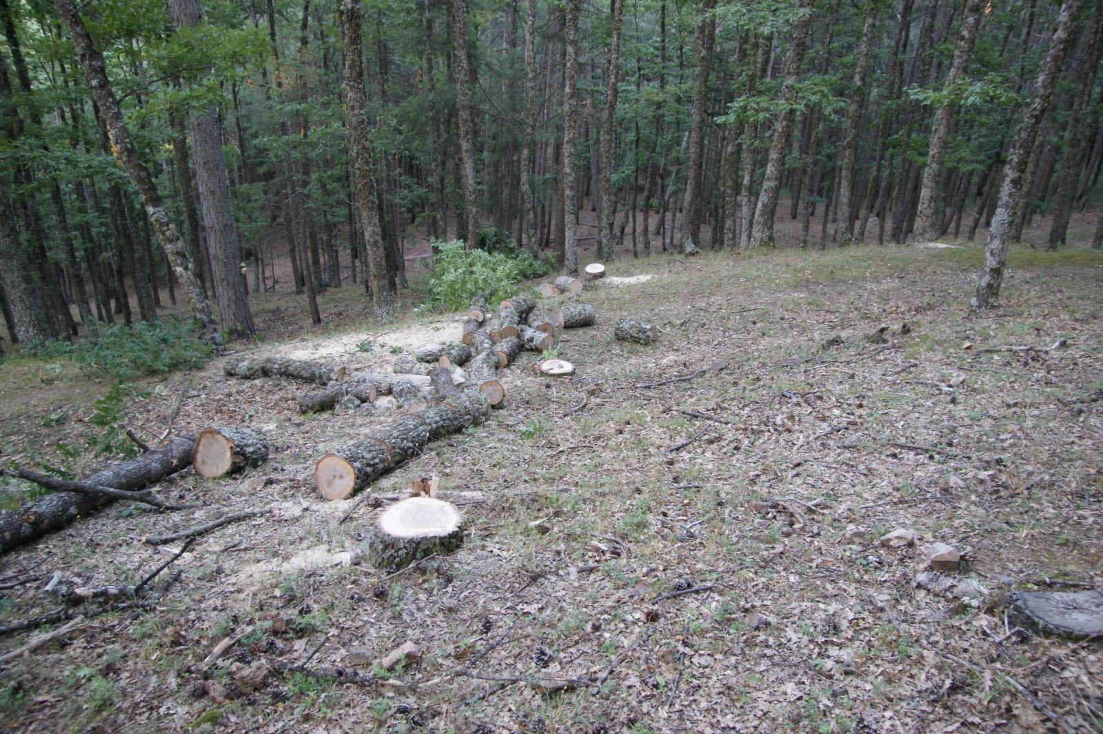 Sorpreso mentre tagliava alberi per appropriarsi del legname 51 IMG 20180720 WA0013