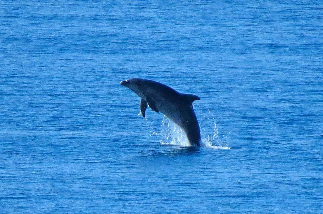 FOTONOTIZIA - Delfini in migrazione nel Mediterrano avvistati a Paola 55 IMG 3850