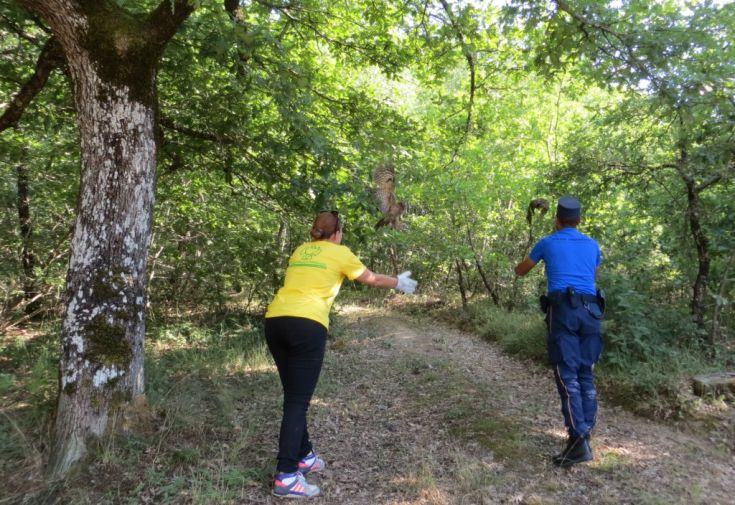 Il volo degli Allocchi