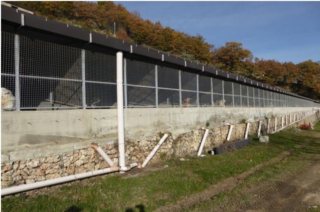Canile-carcere Terredonniche, notificati avvisi di conclusione indagini per otto persone 51 Immagine 1