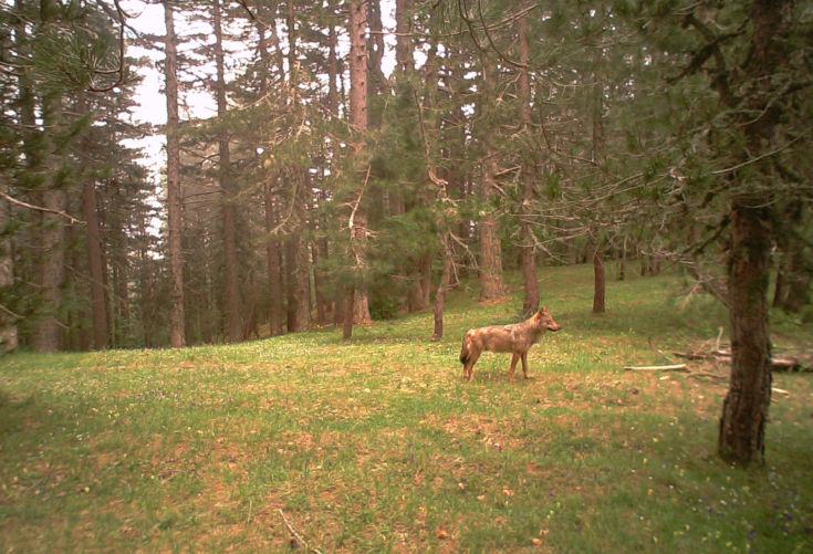 Biodiversità, fototrappolaggio per raccogliere dati e rilevare la presenza di specie selvatiche 55 Immagine di lupo da fototrappola