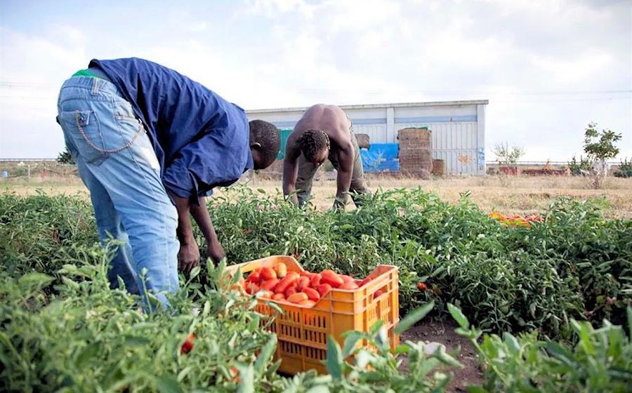 Immigrati campi pomodori