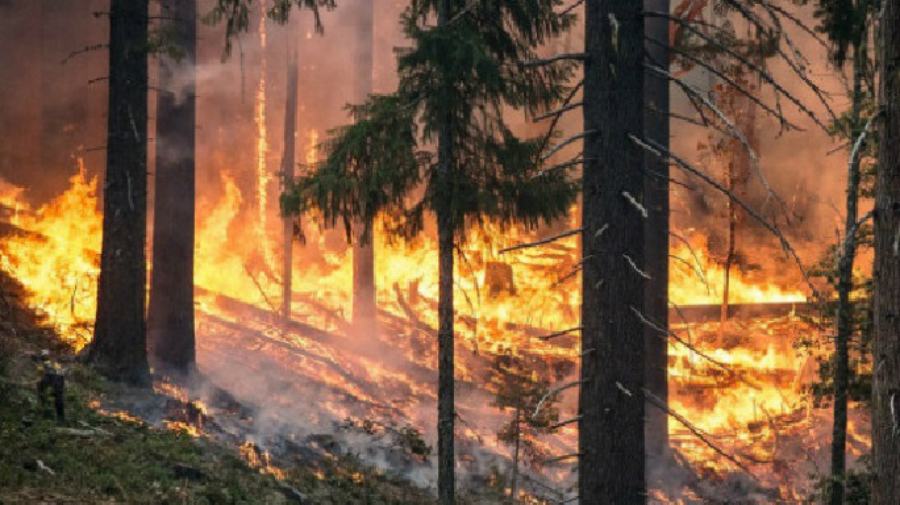 Incendi boschivi 2 3