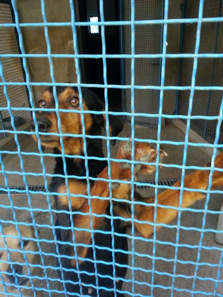 Invisibili canili rifugio