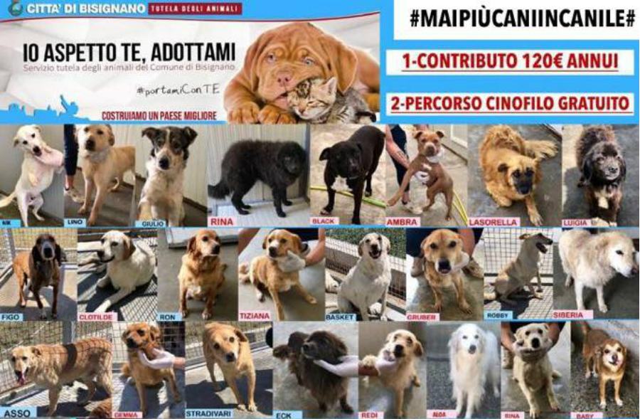 Io aspetto TE Bisignano cani