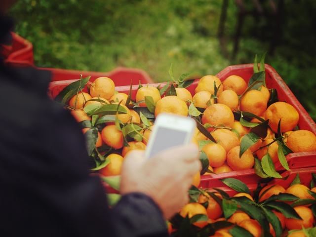 Ladri di clementine arrestati in provincia di Cosenza 51 Ladri CLEMENTINA 7