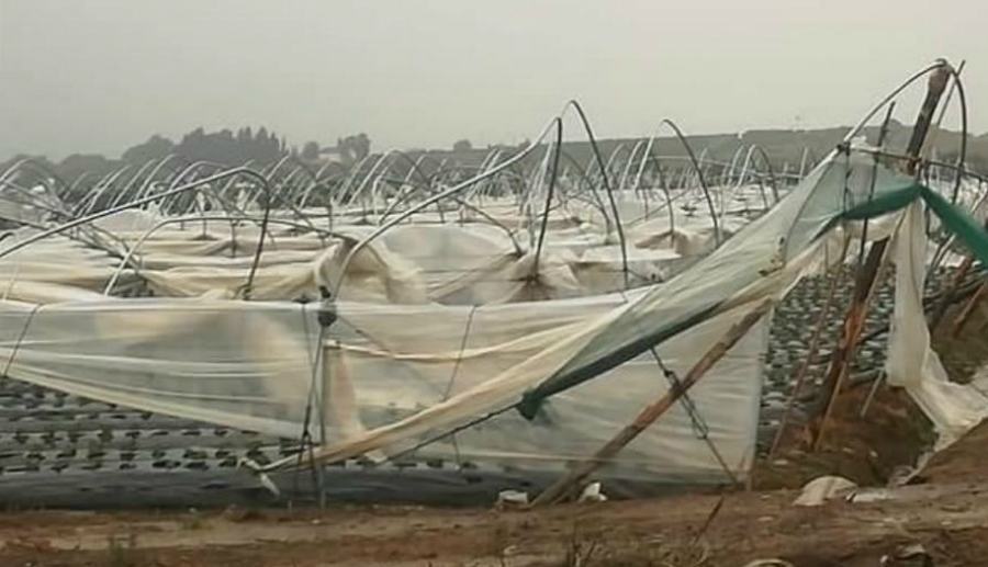 Le serre distrutte a Cariati