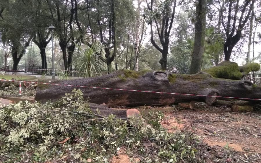 Denuncia del Comitato Alberi Verdi: "abbattuti lecci secolari alla Villa Vecchia" 60 Leccio abbattuto Villa Vecchia 1