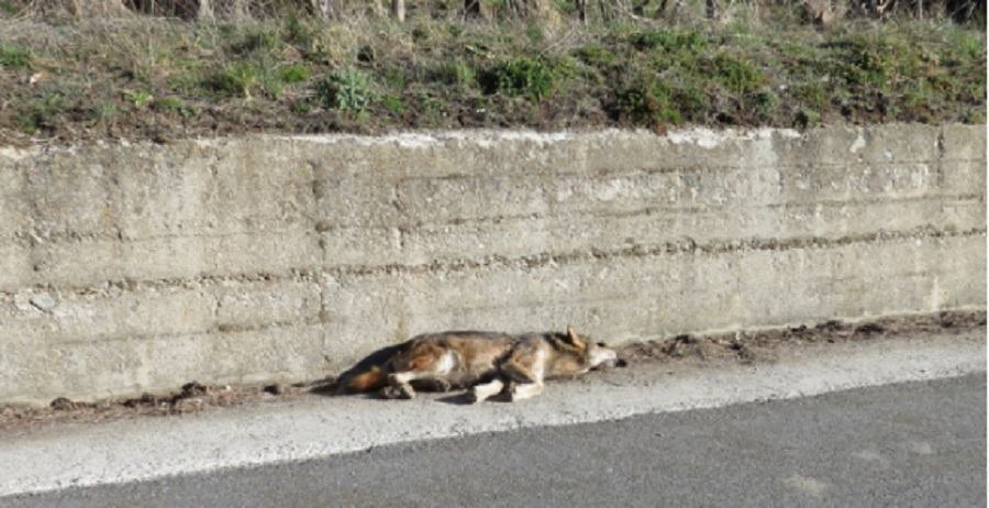 Lupo ritrovato a bordo strada in Sila: morte sospetta con cappio metallico 51 Lupo S.Giovanni