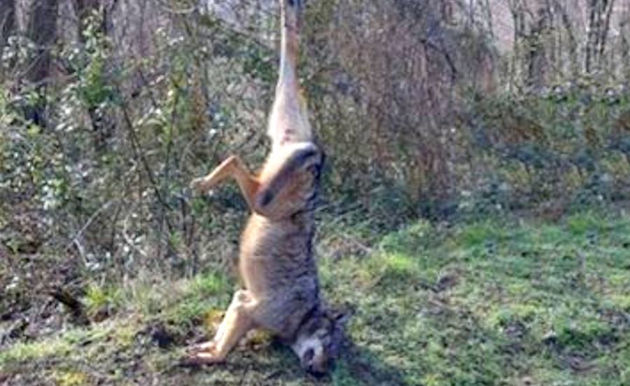 Lupo appeso serre vibonesi