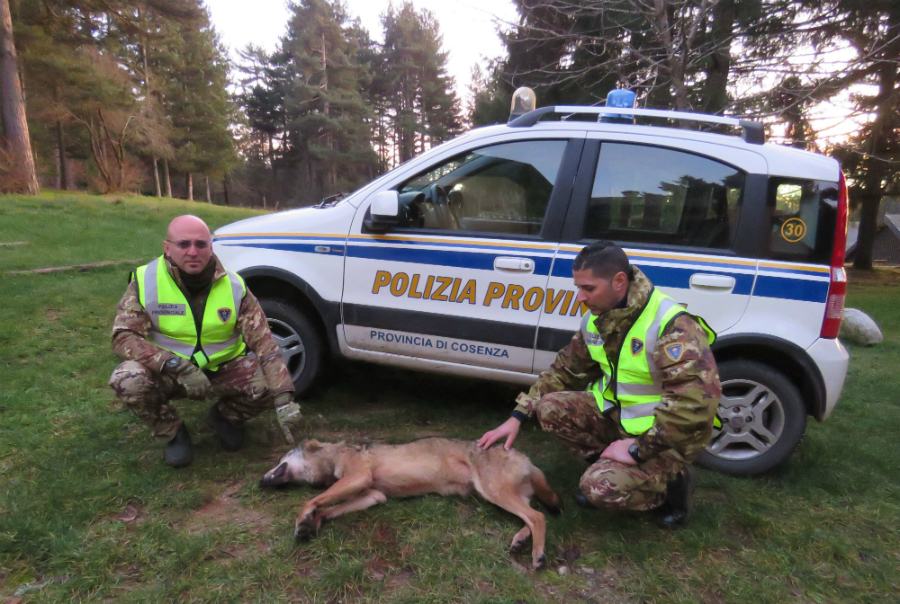 San Giovanni in Fiore, trovato morto lupo della Sila 53 Lupo Sila 1 1