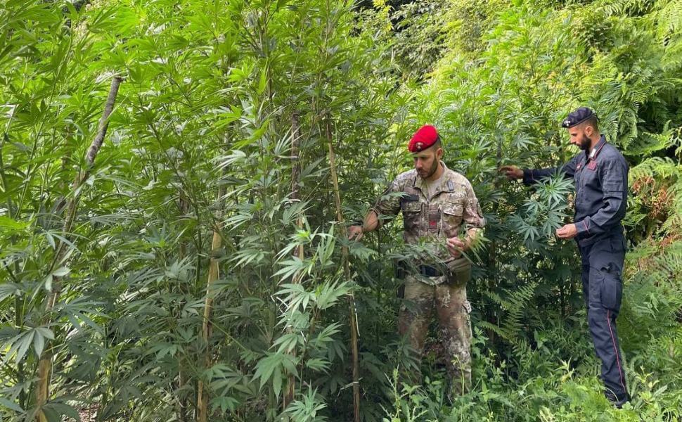 MAMMOLA CONTRASTO ALLA COLTIVAZIONE DI MARIJUANA RINVENUTA E DISTRUTTA UNA PIANTAGIONE SUL MONTE LIMINA 1 1