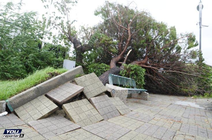 Maltempo in Calabria, anziani isolati nel crotonese tratti in salvo 51 Maltempo albero