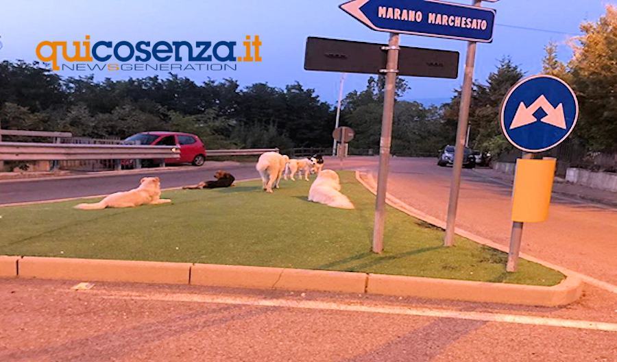 Marano Marchesato cani fermata