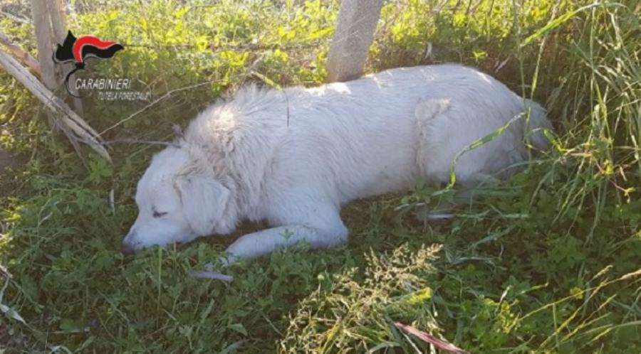 Maremmano ferito lamezia