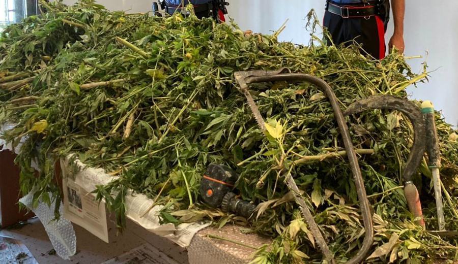 Marijuana Reggio Emilia due calabresi arrestati