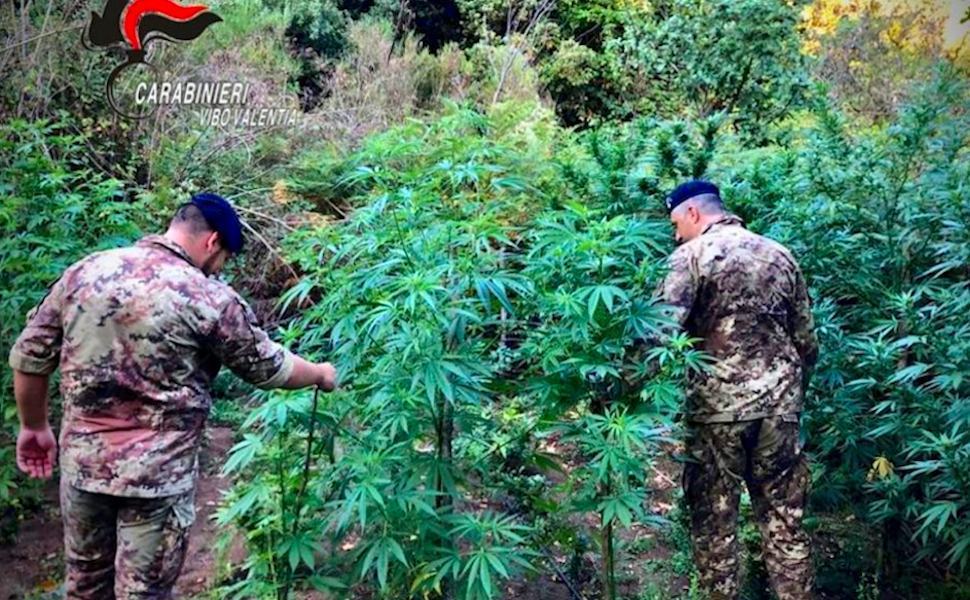 Marijuana carabinieri piantagione