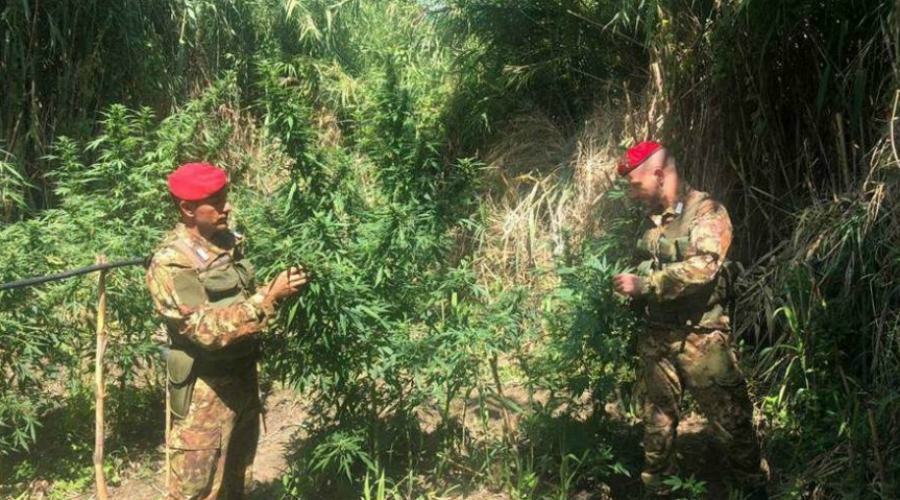 Da pastore a coltivatore di marijuana, arrestato trentenne 51 Marijuana cinquefrondi