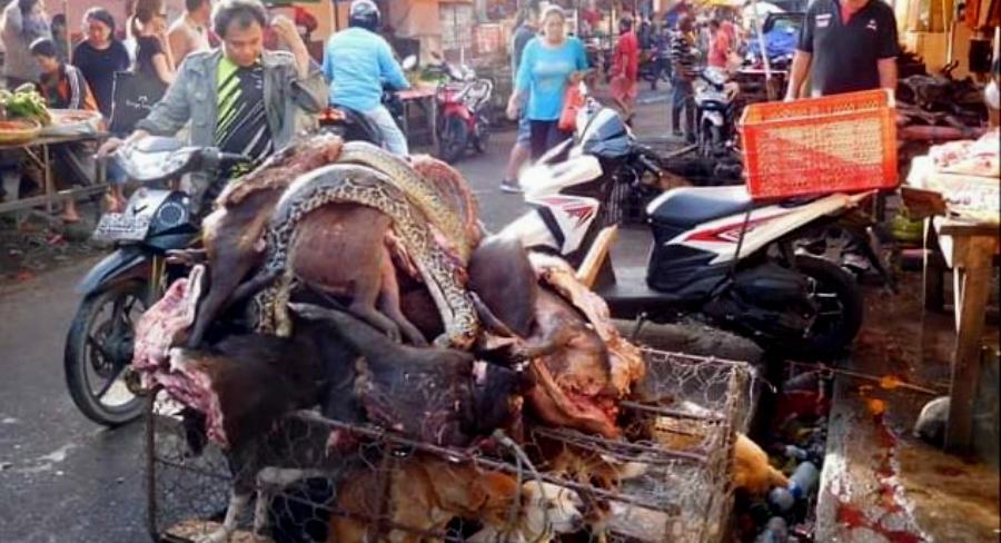 Mercati animali domestici e selvatici