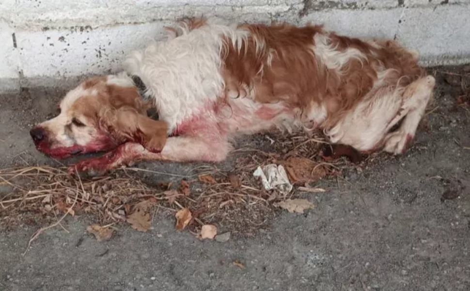 Momo cagnolino bastonato maiera