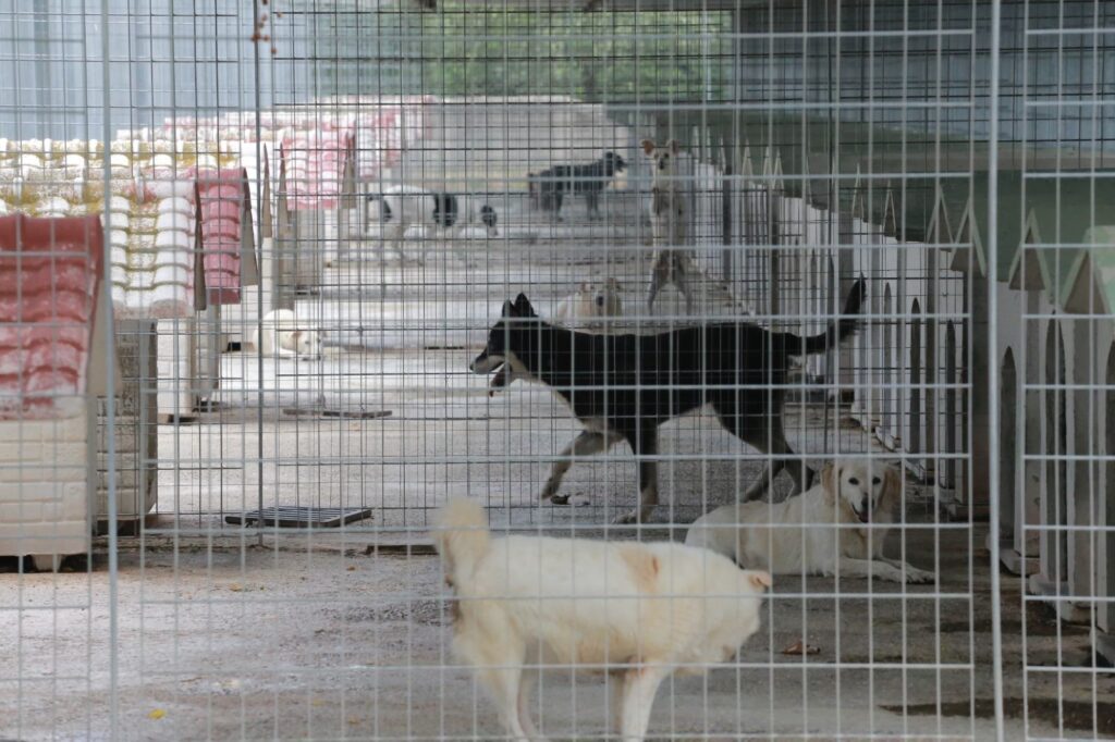 Adozione, risposta utile per contrastare il randagismo a Corigliano-Rossano 1 NONNO BAU 1