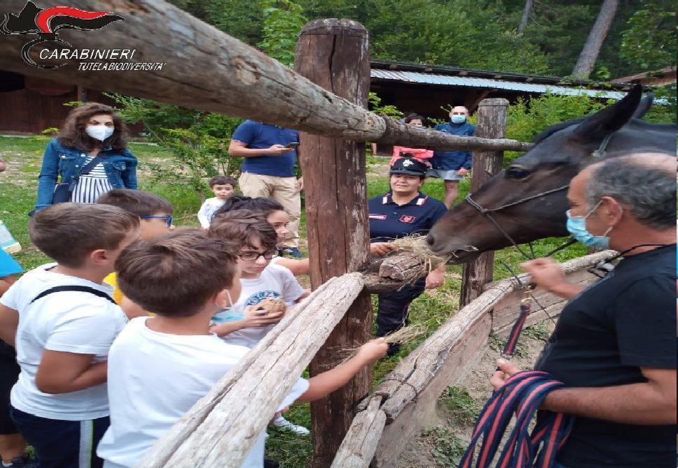 Successo per la "notte della Biodiversità" organizzata dai carabinieri di Cosenza 51 NOTTE BIANCA 1 1