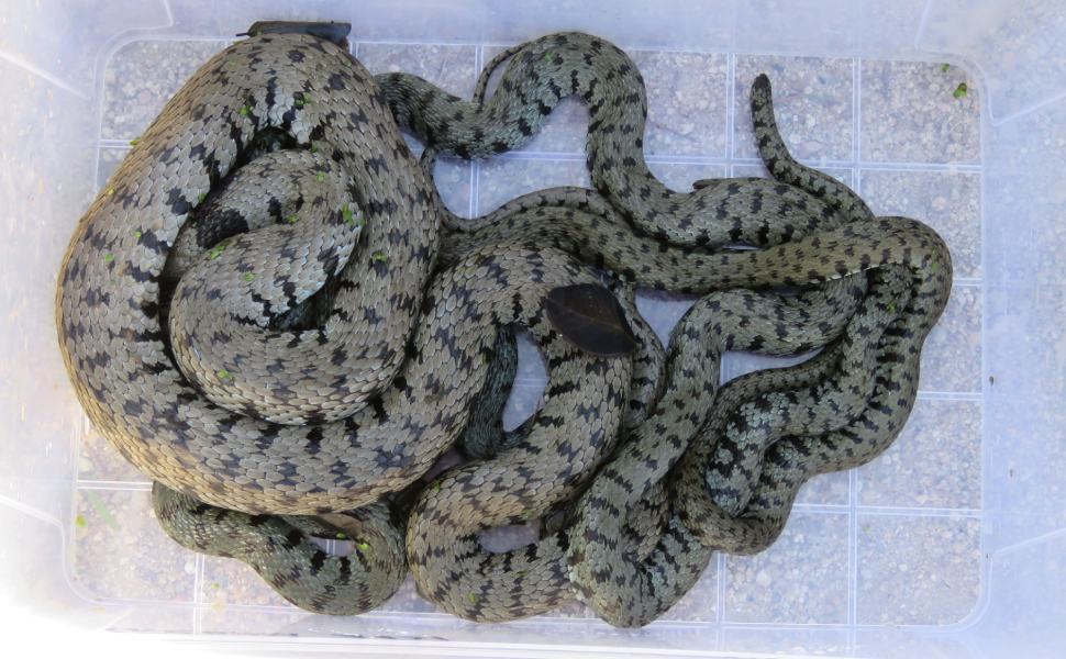 Natrix helvetica ph Gianluca Congi Sila CS Italy 2