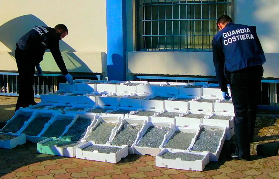 Nel furgone 350 chili di 'bianchetto'. Autista bloccato e multato nel cosentino 51 Novellama di sarda bianchetto guardia costiera