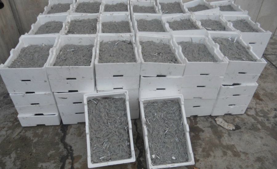 Novellame di sarda 02