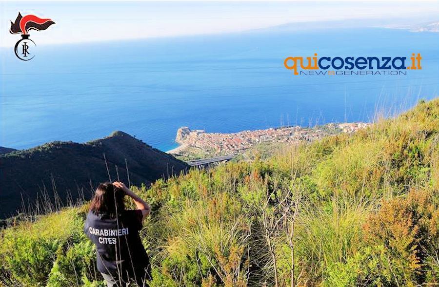 Operazione Adorno2020 01