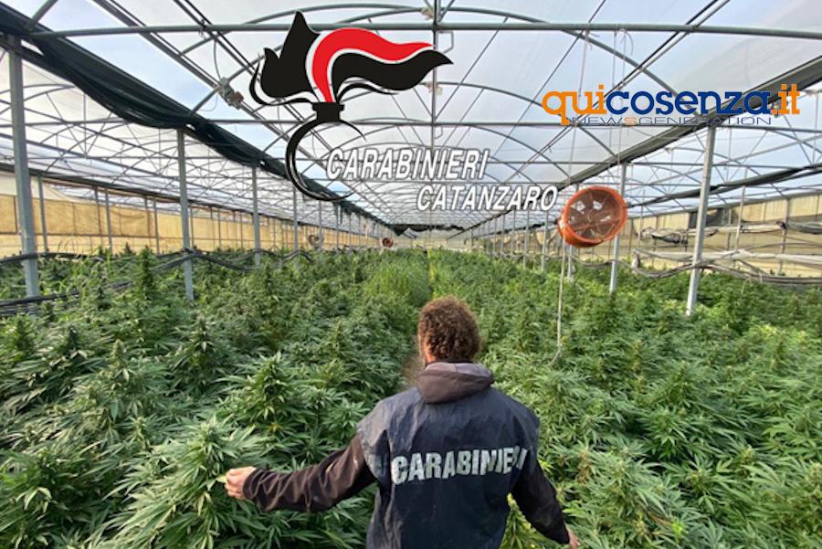 Operazione Oro Verde1