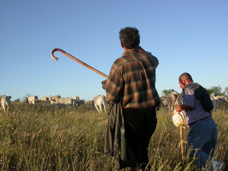 Truffa nel settore della pastorizia, 175mila euro sottratti dalle casse dell'Inps 211 PASTORI truffa inps