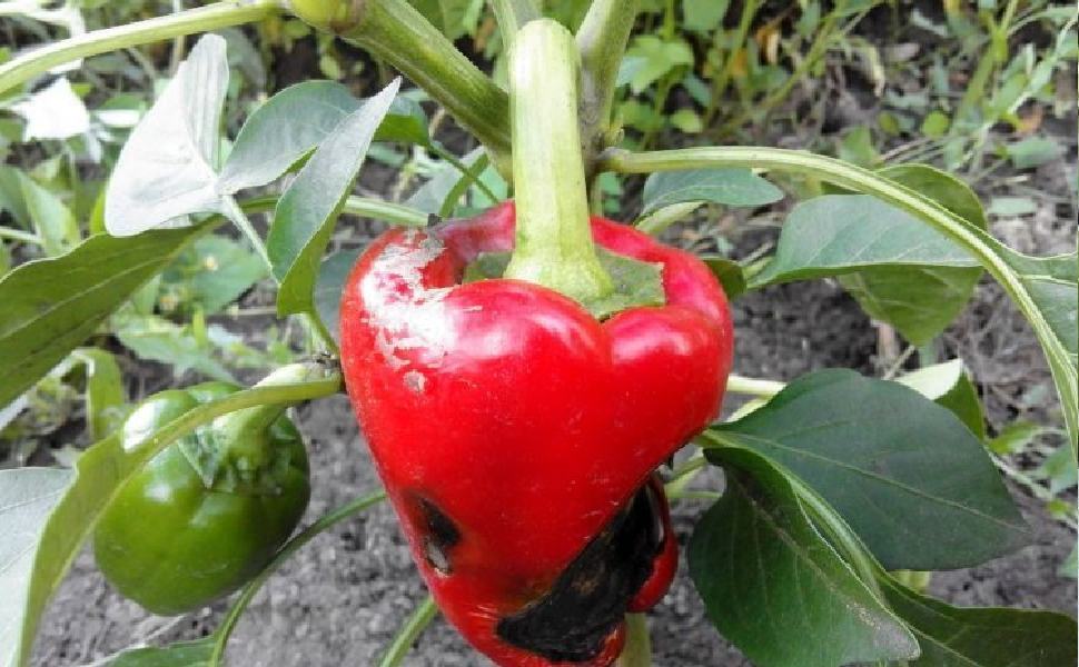 Caldo rovente, marcisce frutta e verdura. Da oggi picchi fino a 44° 51 PEPERONE MARCITO 1