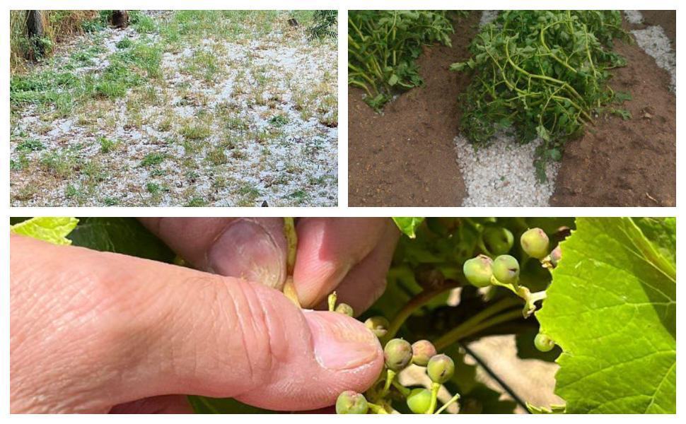 Pesante grandinata in Sila, danni alle produzioni. "Dichiarare lo stato di calamità" 51 PESANTE GRANDINATA SILA